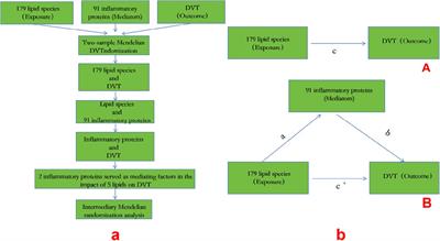 The role of inflammatory proteins in regulating the impact of lipid specifications on deep venous thrombosis: a two sample and mediated Mendelian randomization study